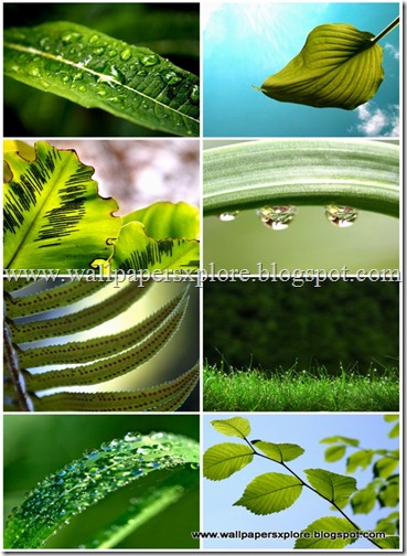 30 plants wallpapers 1600 X 1200 (www.wallpapersxplore.blogspot