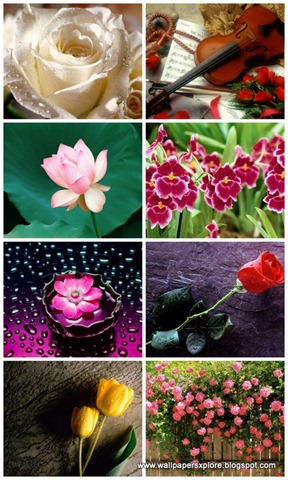 [30 Flower Mix Wallpaper 1600 X 1200 (www.wallpapersamazingfree.blogspot[7].jpg]