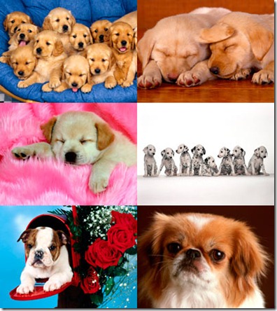 dog