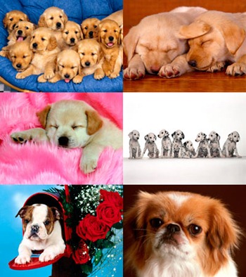 [dog[4].jpg]