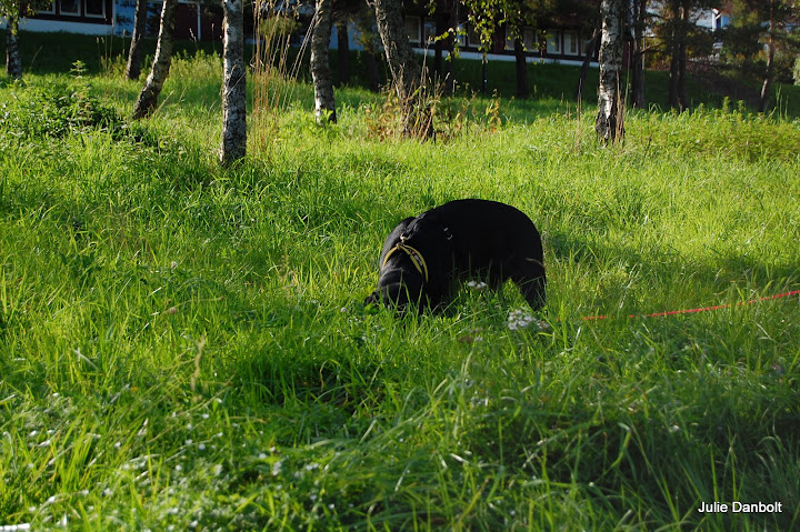 DSC_4930.JPG