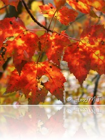 autumn-leaves-red