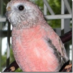 My Pink Parakeet