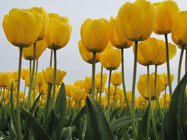 [ana_tulips_yellow_closeup[4].jpg]