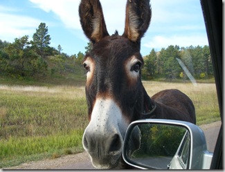 csp burro car