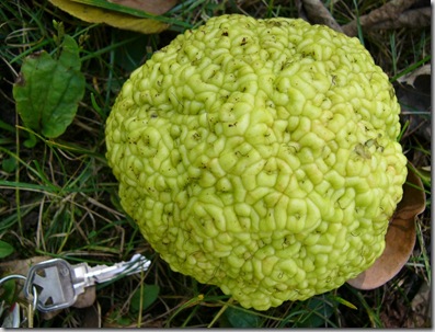 cu green brain