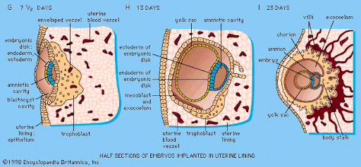 science vs Quran: Development of the embryo 2