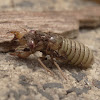 Cicada nymph?
