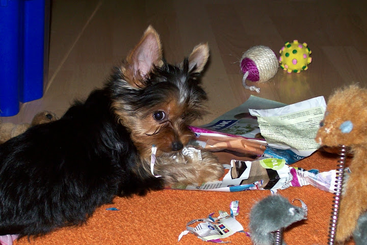 Lulu%2009.okt.%20150.jpg