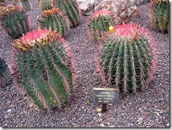 Ferocactus gracilis ssp coloratus 