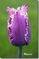 Tulipa Cummins