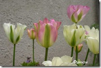 Tulipa Grønland og Spring Green