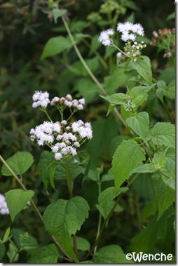 Eupatorium ageratoides album