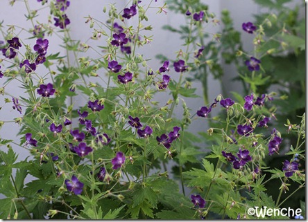 Geranium phaeum Lily Lovell