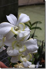 Dendrobium-Emma-White-mutat