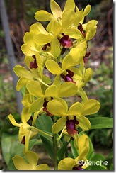 Dendrobium-Paitooi-Gold