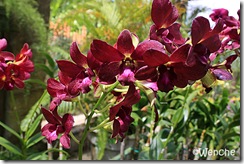Dendrobium-Lipstick-x-Berth