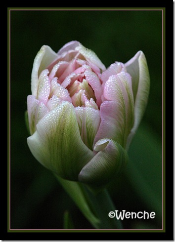 TulipaAngelique2