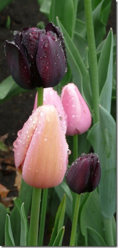 tulips Ottawa 
