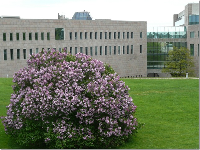 National Art Gallery and lilac bush