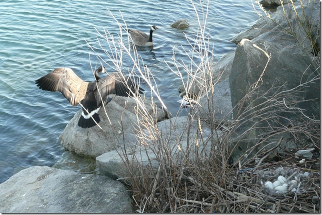 Canada Geese