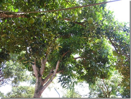 avocado-tree