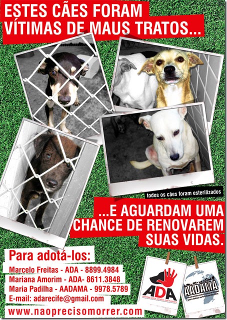 Cartaz: Cães para adoção