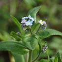 Forget-me-not