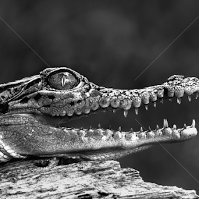 Waiting for prey by Kurit Afsheen - Black & White Animals