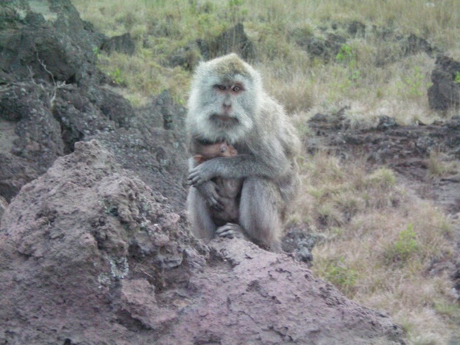 Mont Batur: singes