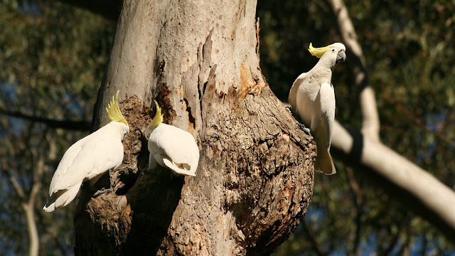 sulphur crested cockatoo photographs