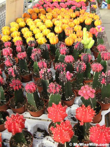 Colorful cactus on sale