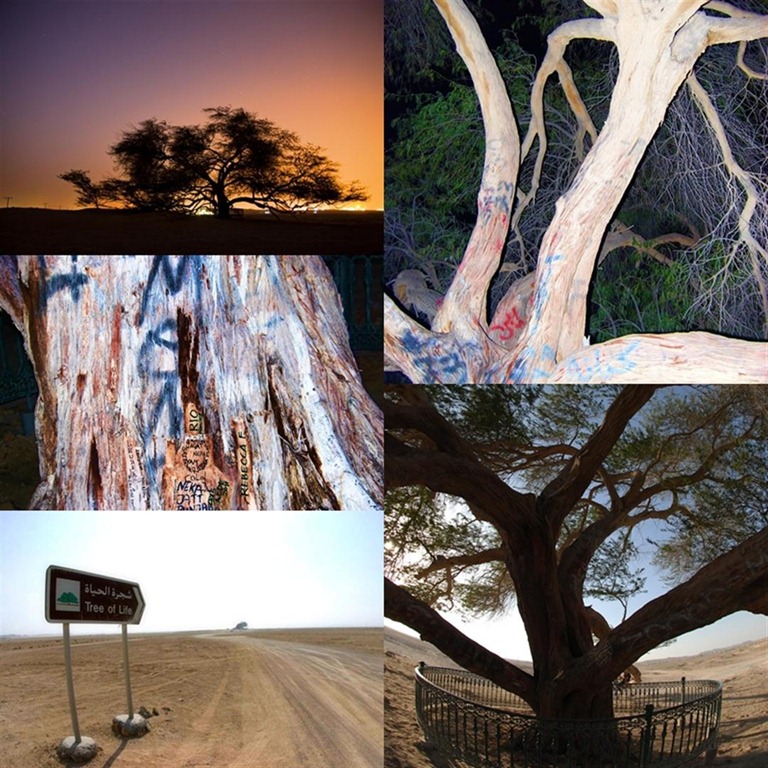 [andy skinner tree of life (Large)[2].jpg]