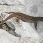 Taurian lizard