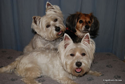 Photo submitted by Sheryl Wall Shane and her Westie sisters