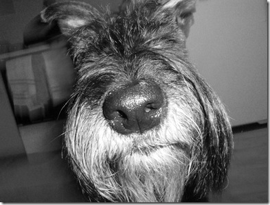 Lucy big nose2  7-26-08