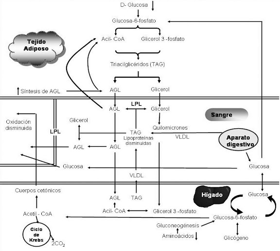 Metabolismo de lípidos