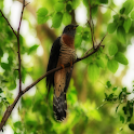 Cuckoo Birds Sound Effects logo