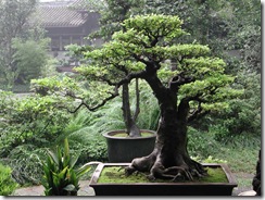 the-best-bonsai-caring-ways