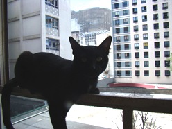 Salomão, o gato preto do blog São Paulo Urgente