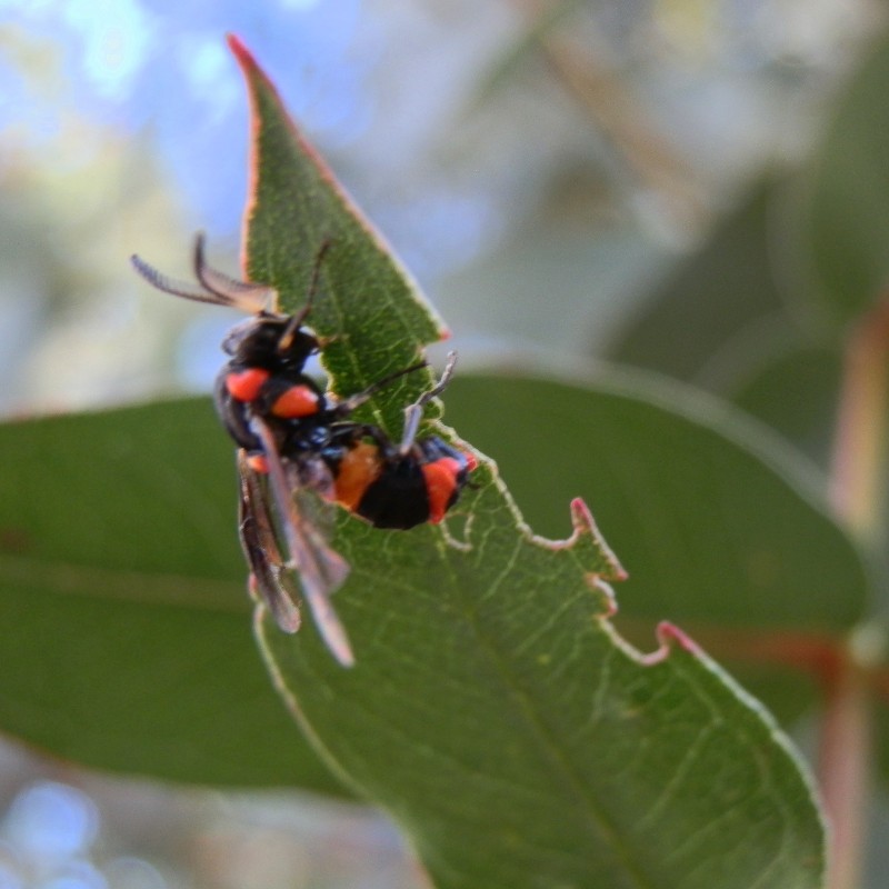 Bottlebrush Sawfly