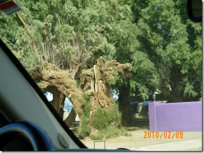 damaged by the Arizona desert valley wind