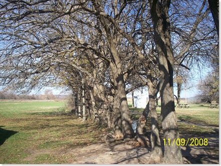 row of Bois d'arc trees at Little House on the Prairie
