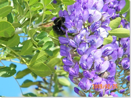 bumble bee in the Texas Mountain Laurel tree blooms