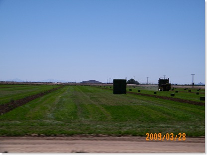 alfalfa hay being baled