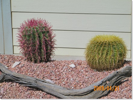 Red Barrel Cactus, left. Barrel cactus, right.