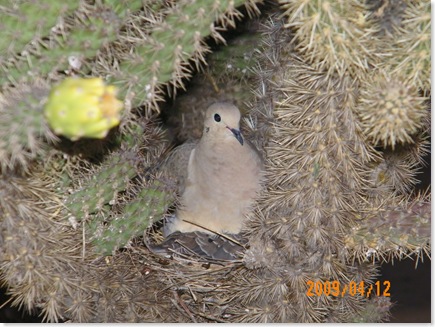 nesting doves in a Cholla cactus