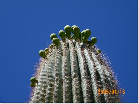 buds preparing to bloom atop a Saguaro