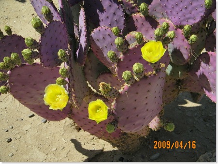 Santa Rita purple prickly pear cactus - beautiful contrast