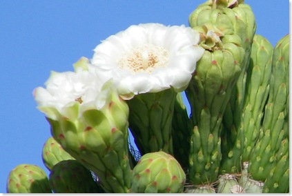 Saguaro flower up close